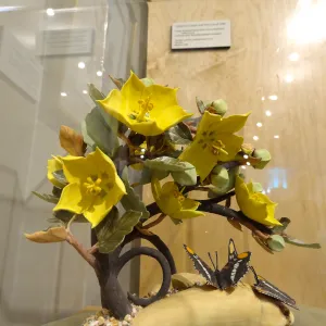 California Sisters and the Lure of Gold, Fremontodendron, porcelain sculpture, Patrick O'Hara exhibit at the Wildling Art Museum, SBBG Blaksley Library Special Collections, Art