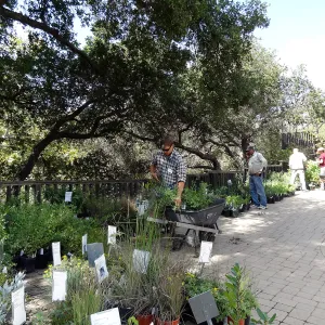 Fall Plant Sale 2013, set up in the Garden Courtyard and Garden Growers Nursery, Riley Kriebel