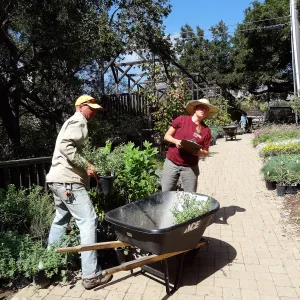 SBBG Fall Plant Sale 2013, set up in the Garden Courtyard and Garden Growers Nursery, Tony Lee and Stephanie Ranes