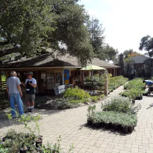 SBBG Fall Plant Sale 2013, set up in the Garden Courtyard and Garden Growers Nursery, Bruce Reed with customer
