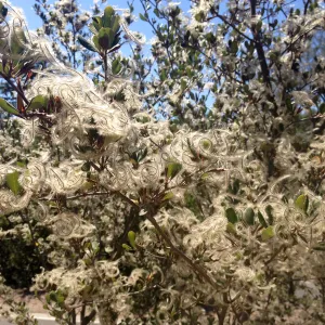 Cercocarpus betuloides in fruit, Porter Trail, SBBG