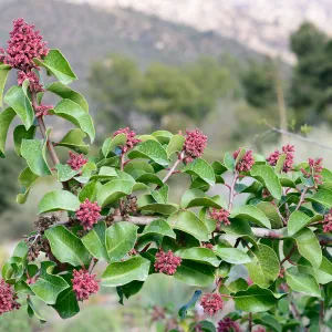 Rhus