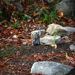 Squirrel