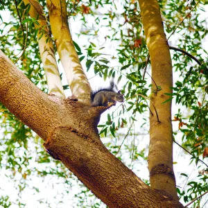 Squirrel