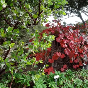 Grape, Manzanita