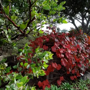 Grape, Manzanita