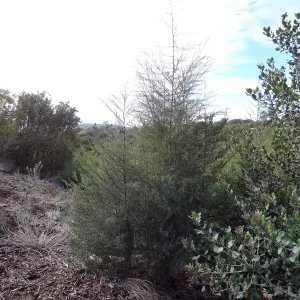 Porter Trail