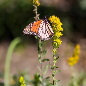 Monarch butterfly, SBBG