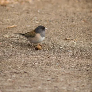 bird, SBBG