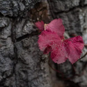Vitis californica, grape leaves, fall color, SBBG
