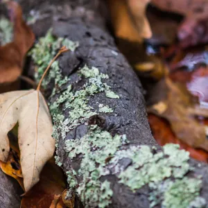 fallen leaves, lichen on tree root, SBBG