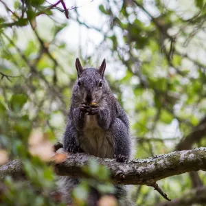 grey squirrel, SBBG