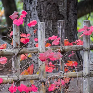 Vitis californica, grape leaves, fall color, SBBG