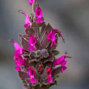 Hummingbird sage, Salvia spathacea, SBBG