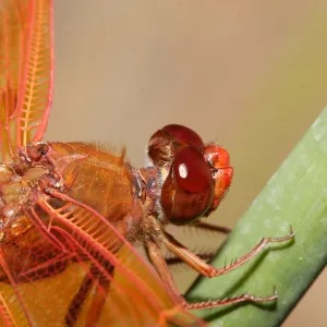 red dragonfly, Insects in the Garden