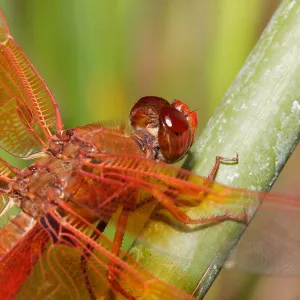 red dragonfly, Insects in the Garden