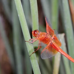 red dragonfly, Insects in the Garden
