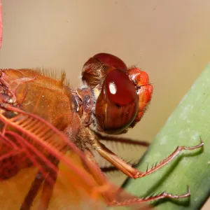 red dragonfly, Insects in the Garden