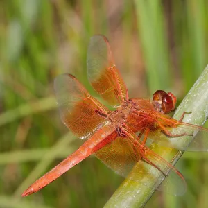 red dragonfly, Insects in the Garden