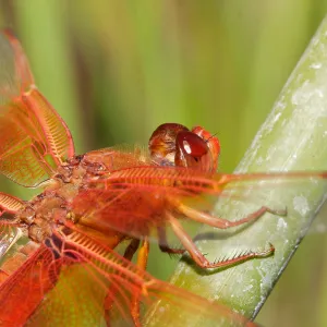 red dragonfly, Insects in the Garden