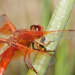 red dragonfly, Insects in the Garden
