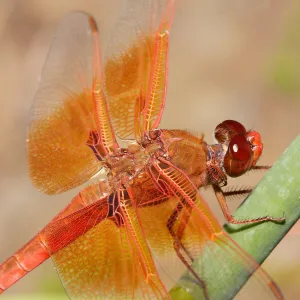 red dragonfly, Insects in the Garden