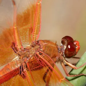 red dragonfly, Insects in the Garden