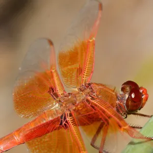 red dragonfly, Insects in the Garden