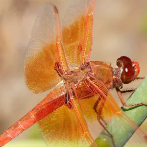 red dragonfly, Insects in the Garden