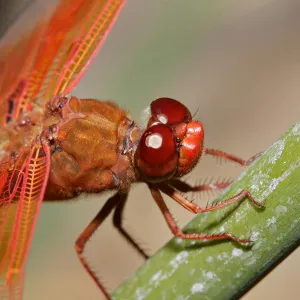 red dragonfly, Insects in the Garden