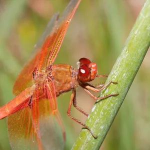 red dragonfly, Insects in the Garden