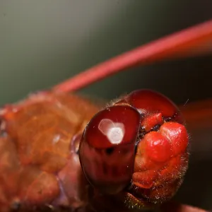 red dragonfly, Insects in the Garden