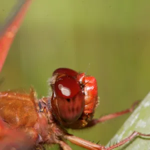 red dragonfly, Insects in the Garden
