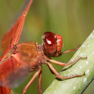 red dragonfly, Insects in the Garden