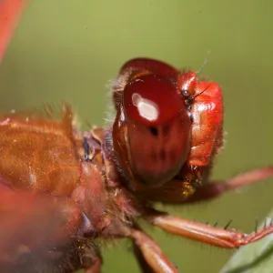 red dragonfly, Insects in the Garden
