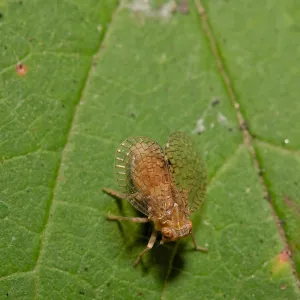 Insects in the Garden
