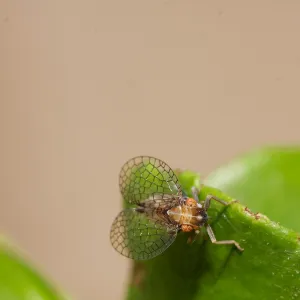 Insects in the Garden