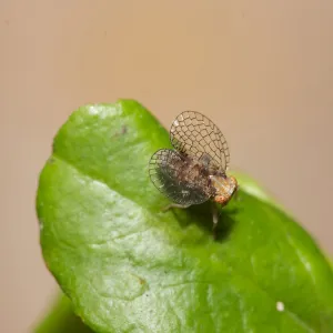 Insects in the Garden