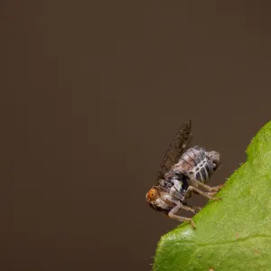 Insects in the Garden