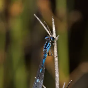 damsel fly, Insects in the Garden