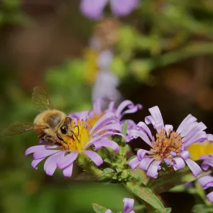 honey bee, Insects in the Garden