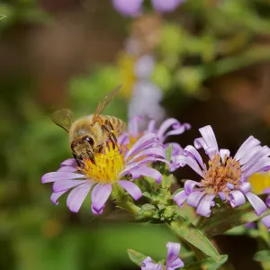 honey bee, Insects in the Garden