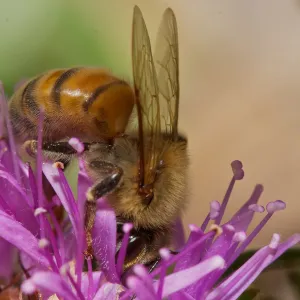honey bee, Insects in the Garden
