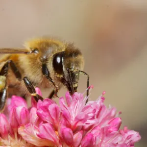 honey bee, Insects in the Garden