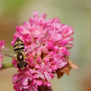 wasp, Insects in the Garden