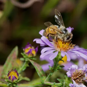 honey bee, Insects in the Garden