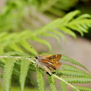 Insects in the Garden