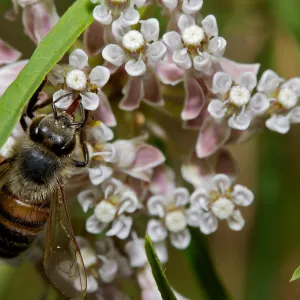honey bee, Insects in the Garden