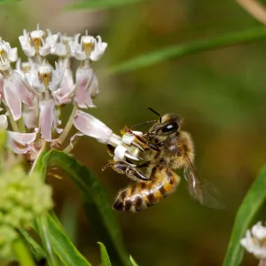 honey bee, Insects in the Garden