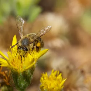 honey bee, Insects in the Garden